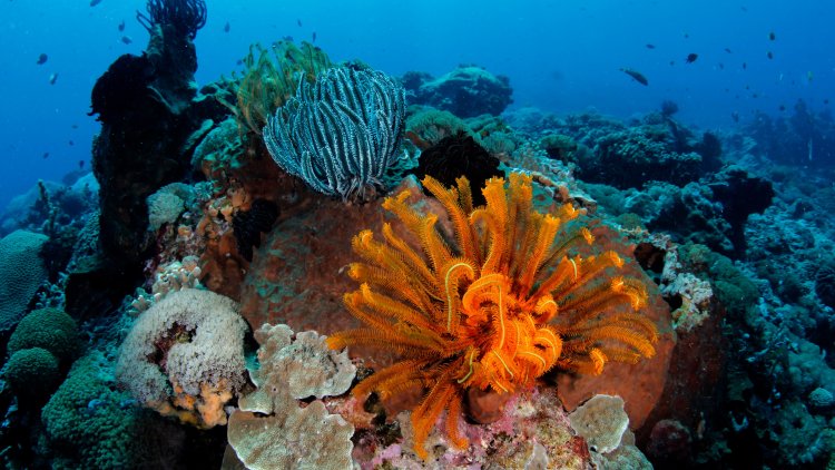 Earth Was Coral’s Planet First