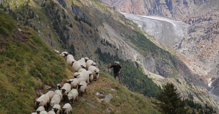 A Traditional Swiss Sheep Drive in a Changing World