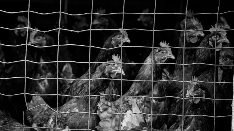 Bird Flu Is Quietly Getting Scarier