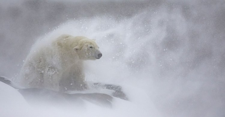 Winners of the European Wildlife Photographer of the Year 2024