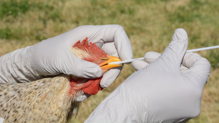 How Worried to Be About Bird Flu